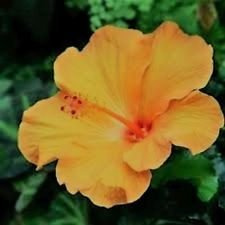 Yellow Hibiscus syriacus Rosa di Sharon Inverno Hardy 20, 200, 50 semi (200)
