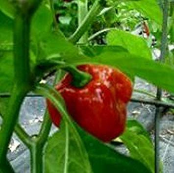 Graines De Germination Graines De Piment Rouge Des Antilles Une Variété Rare D'Antigua Barbade