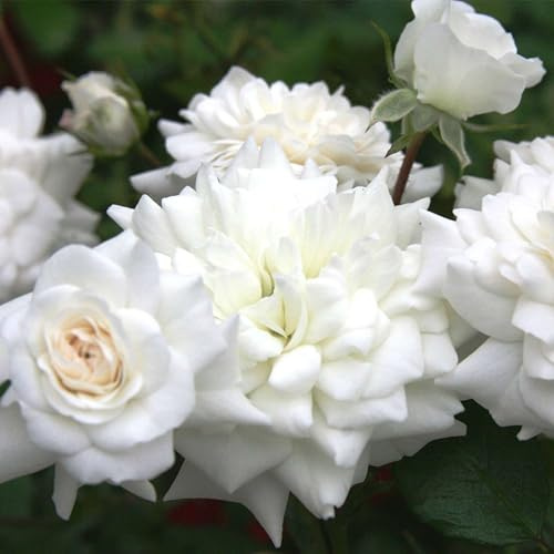 GARTEN SCHLÜTER® Rose The Fairy White Bodendeckerrose weiß | Kleinstrauchrose, winterhart und halbschattengeeignet