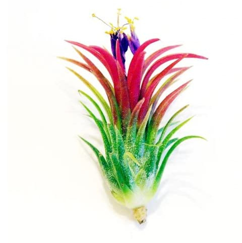 Planta Natural Tillandsia de Color Rojo Planta del Aire Roja Variedad Fuego