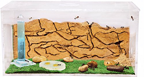 AntHouse Sand Ant Farm - Educational formicarium for Live Ants