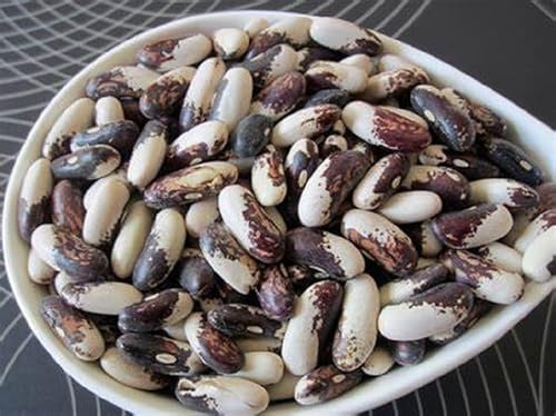 40 Appaloosa Half Runner Bean Seeds