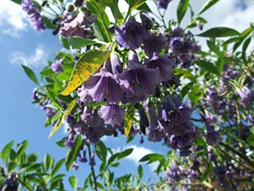 ???? Acnistus Australis, blue 10 seeds Mini Brugmansia Rare : Package Contatins seeds