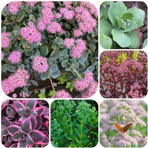 Sedum erythrostictum balcón Decoración orgánica silvestres 180semillas