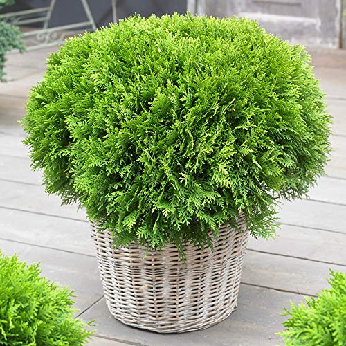 Thuja 'Danica' White Cedar Conifer Evergreen Outdoor Garden Shrub Plant in Pot (9cm Pot, 20-30cm)