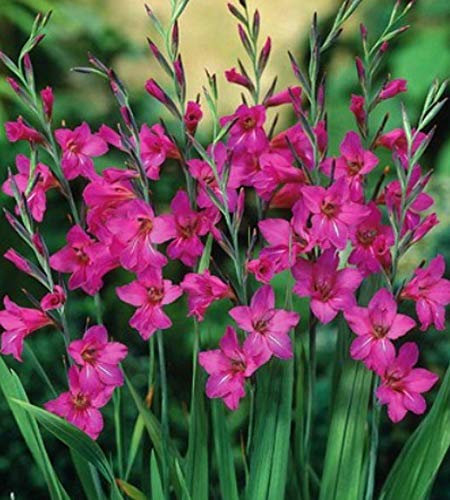 Winterharte Wild Gladiolen byzantinus (50 Blumenzwiebeln)