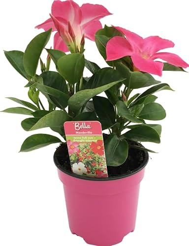 Dipladenia Trepadora de Flores Rosas Planta Natural para Vallas y Pergolas