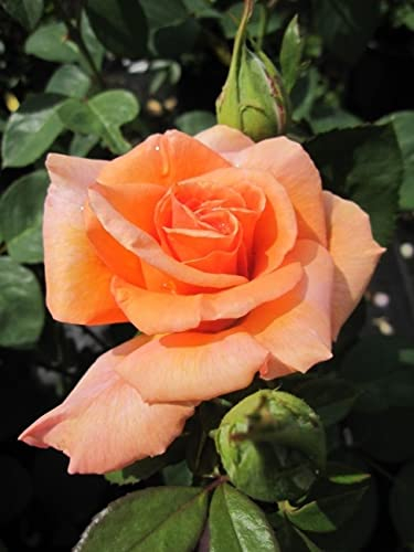 Baumschule Pflanzenvielfalt Edelrose Warm Wishes® syn. Fryxotic® - Rosa Warm Wishes® syn. Fryxotic® - pfirsich-Koralle - Duft++ -