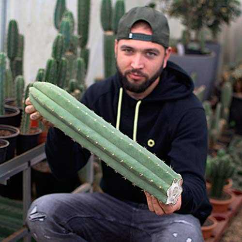 Trichocereus pachanoi, San Pedro Steckling 50cm