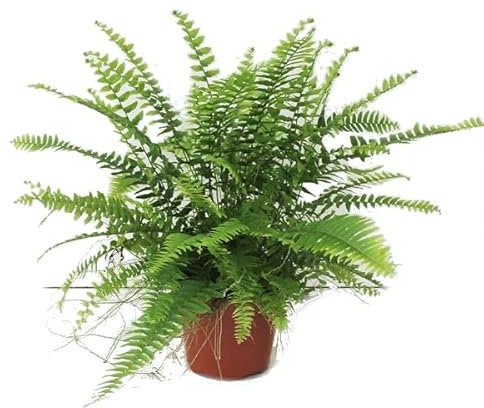 Helecho Rizado para Interior y Exterior Planta Natural