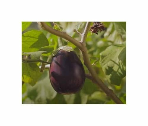 Stk - 10 Korn Topf-Auberginen Ophelia F1 Garten Pflanzen - Samen F-S116 - Seeds & Plants Shop by Ipsa
