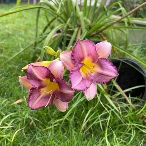 taglilien winterhart mehrjährig blumenwiese sommerblumen einfacher Anbau pflanzensamen - Hemerocallis middendorffii stauden winterhart 60samen