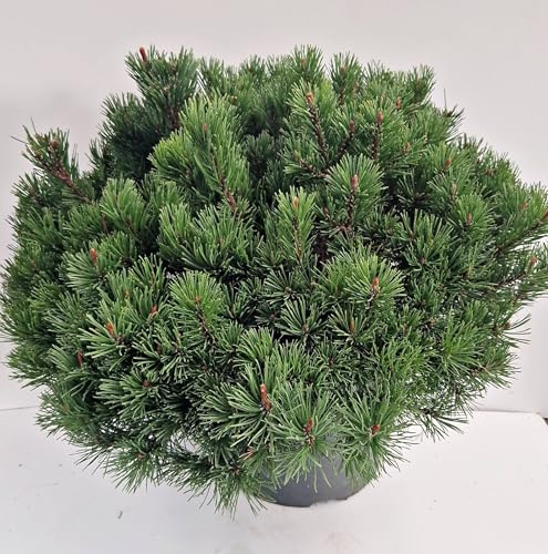 Bergkiefer, Pinus mugo var. mughus Krummholzkiefer 40-50 cm breit 10 L Topf | Winterhart, immergrün & robust – pflegeleicht und anpassungsfähig, ideal für Beet, Kübel, Hang & Garten