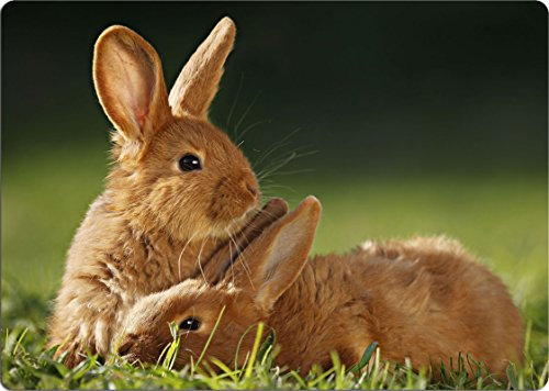 +++ KANINCHEN Hase - SCHNEIDEBRETT Dekoteller Glasbrett Dekoglas - KAN 01