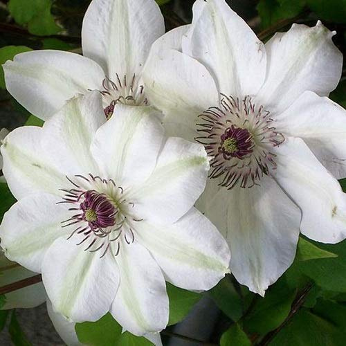 3 x Clematis Miss Bateman - Weiß, Mehrjährig & Winterhart | Kletterpflanzen: 3 kaufen/2 bezahlen - Klematis - Mehrjährig & Winterhart | 3 x 1,5 Liter Topf