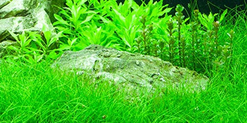 3 Bunde Nadelsimse, Eleocharis Acricularis, Rasen