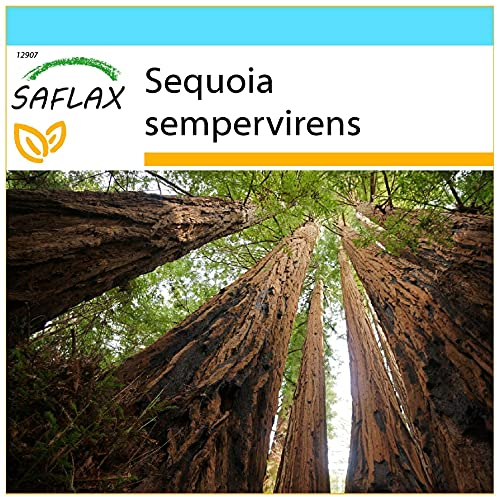 SAFLAX - Geschenk Set - Küsten - Mammutbaum - 50 Samen - Mit Geschenk- / Versandbox, Versandaufkleber, Geschenkkarte und Anzuchtsubstrat - Sequoia sempervirens