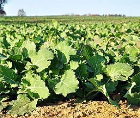 Bodenkur Ölrettich - einjährige Gründüngung 500g