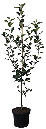 Apfelbaum Elstar zweijähriger kräftiger Apfel Buschbaum Obstbaum ca. 110-140 cm 10 Liter Topf MM 111