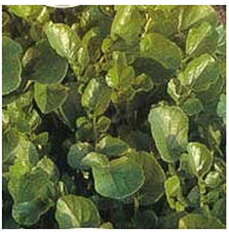 PREMIER SEEDS DIRECT - HERB Seeds - American Land CRESS - 7 Grams
