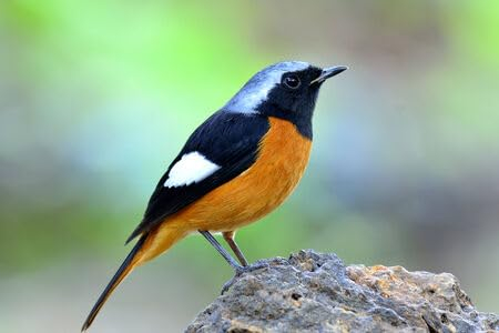 Acryl-Bild 110 x 70 cm: Schöner Vogel, Daurischer Gartenrotschwanz, der auf dem Felsen steht (Phoenicurus auroreus) (26105892)