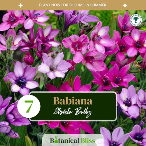7 Babiana Stricta Bulbs – Summer-Flowering Perennials – Ready to Plant Now – Ideal for UK Gardens – Thrives in Local Climate