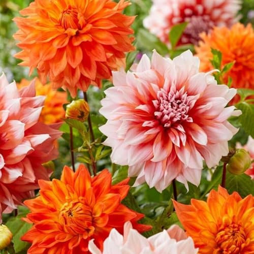 2 x Dahlia Orange Army – Beautiful Blooms of Orange, Peach & Salmon Flowers – Summer Flowering Bulbs – Perennials – for Your Beautiful Garden