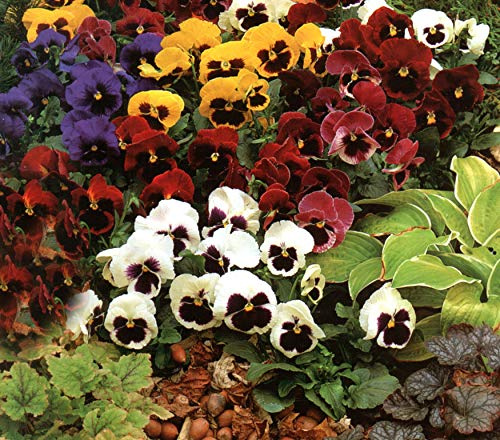 100 Pansy Swiss Giant Mixed Seeds - Mixed Colour - 100 Seeds