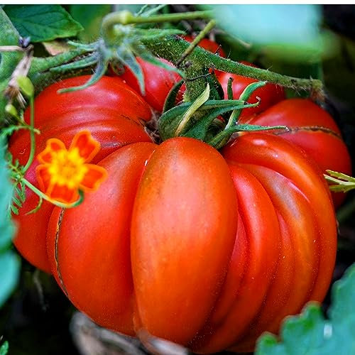 Tomato - Marmande - 80 Seeds + Plant tag + Freebie - Beefsteak Tomato - semi Bush