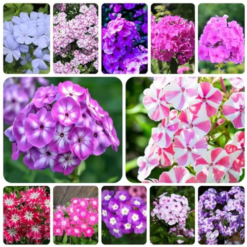 15 pezzi di piante di phlox semi perenni resistenti - insoliti fiori da giardino perenni resistenti, Phlox drummondii, semi di fiori giardino di erbe piante