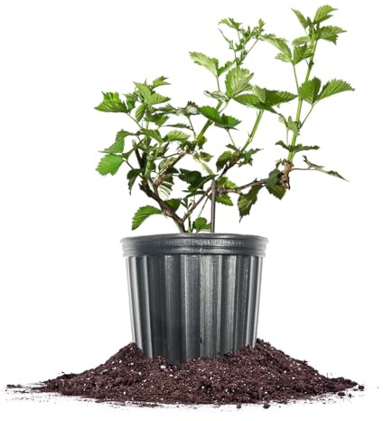 Perfect Plants Navaho BlackBerry 1 Gallon | Live Fruit Bush for Gardening | Sweet Edible Berries & Thornless Vines