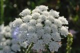 Just Seed British Wild Flower - Wild Carrot - Daucus carota -2000 Seed