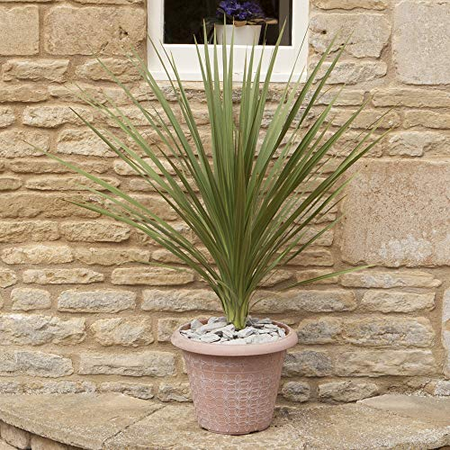 YouGarden Cordyline Australis Green, 17cm Pot, Plant 60-70cm Tall