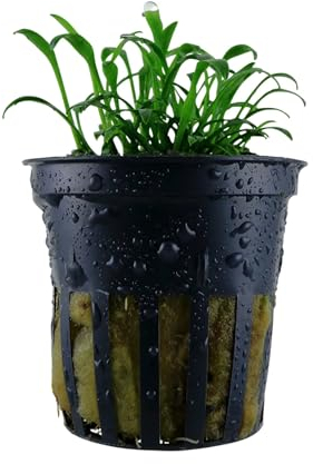 Aqua Essentials Cryptocoryne parva (Tiny cryptocoryne) - The Smallest cryptocoryne