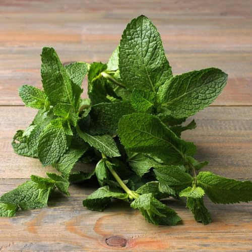 semillas de menta - jardín rocas, resistentes Decoración para exteriores 200pcs