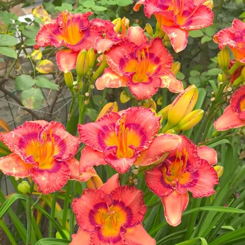 Taglilien, Hemerocallis fulva frühlingsblume winterharte kübelpflanzen gartenblumen balkonpflanzen deko blumenwiese mehrjährig balkon blumenwiese wiesensaatgut garten geschenk 450samen