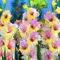 Bulbo De Gladiolo-Gladiolos Bulbos,Gladiolus Tristis,Planta De Gladiolos,Flores Ornamentales-15Bulbos-b
