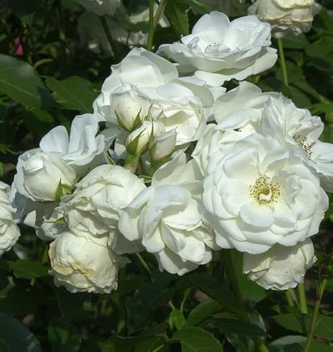Hochstamm Rose Schneewittchen® 80-100cm - lebende Gartenpflanze aus den Baumschulen