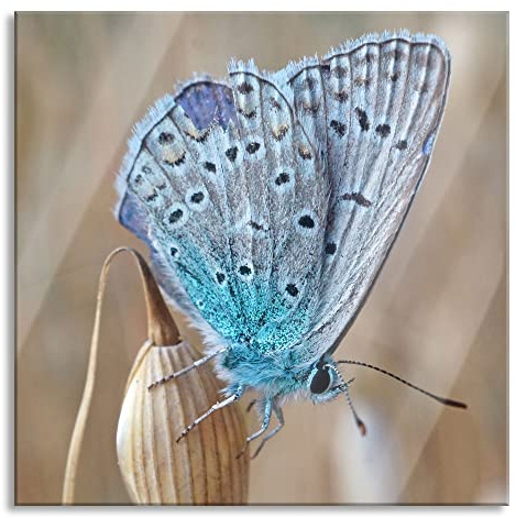 Pixxprint Glasbild, Wandbild auf Echtglas, Schmetterling auf Blume Natur Tier, 70x70 cm, inkl. Aufhängung und Abstandshalter