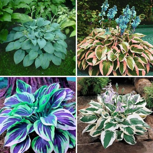 Garten-Funkien Rhizomes Hardy - Easy Care Hosta to Buy 8 Hosta Tuber D