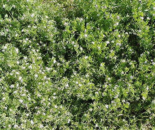 Bodenkur Serradella (1 KG)