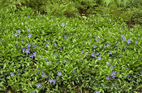 Vinca minor – 10er-Set – Winterhart, Mehrjährig, Pflegeleicht – Kleines Immergrün – Bodendecker für Garten & Beet