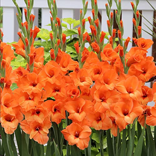 schone Gladiolus Large Flowering – Long-Lasting Cut-Flowers – Perennial – Summer Flowering Bulbs – for Your Beautiful Garden (10 x Gladiolus Large Flowering Charkov), Orange