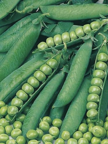 Buy4seeds Pea Onward 300 Seeds Early and Main Crop Simple to Grow