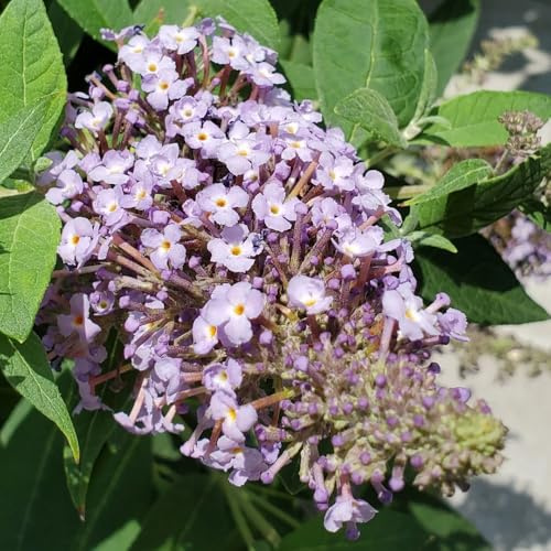 semi di lillà farfalla, d'appartamento farfalle buddleia -Buddleja, estremamente resistenti 150pcs