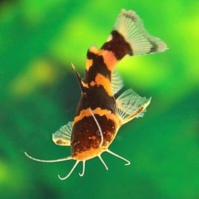 Santboz 3-Pack Juvenile Bumblebee Catfish 1–1.5” – Live Freshwater Aquarium Fish – Peaceful Bottom Dweller with Striking Black and Yellow Pattern – Ideal for Community and Planted Tanks