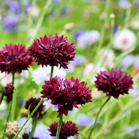 300 Graines de Centaurée BOULE NOIRE - Centaurea Cyanus BLACK BALL - Bleuet Noir Noire - Fleur Jardin - 293