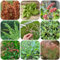 semillas de acedera orgánica semillas de hortalizas invierno, plantas aromáticas Comprar plantas acedera hortalizas, hierbas interior hierbas perennes orgánicas, balcón para 500pcs