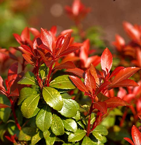 Schattenglöckchen Lavendelheide Little Heath Green 20-25cm - Pieris japonica - lebende Gartenpflanze aus den Baumschulen
