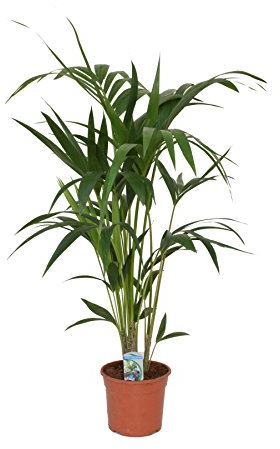 Kentia Palme (Howea forsteriana) 100-120 cm - Robuste Zimmerpflanze für Innenräume - Pflegeleichtes Dekoelement für Wohnzimmer, Büro und Schlafzimmer